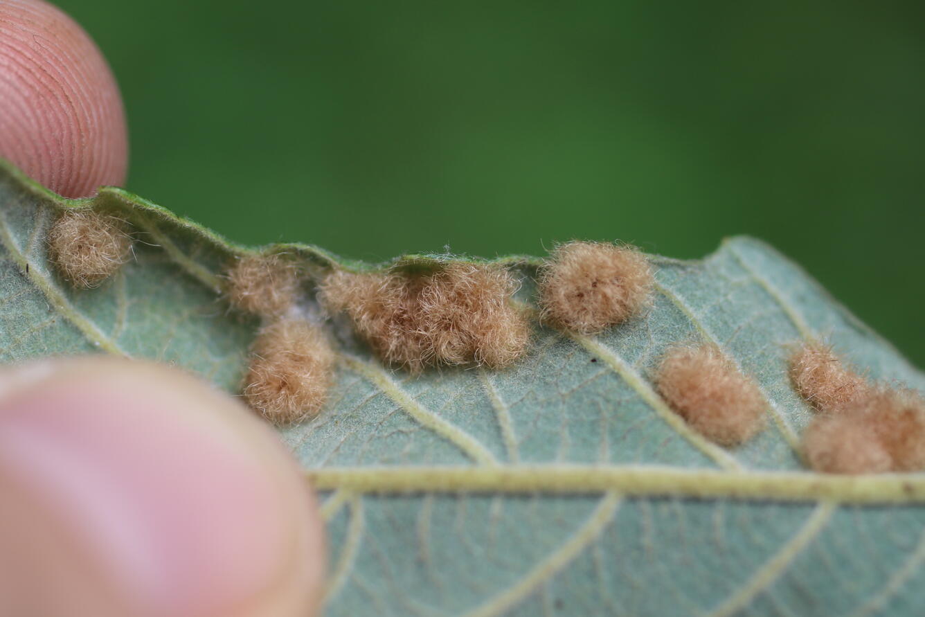 brown fuzzy balls growing on the underside of an oak tree leaf, leaf held by a thumb and finger