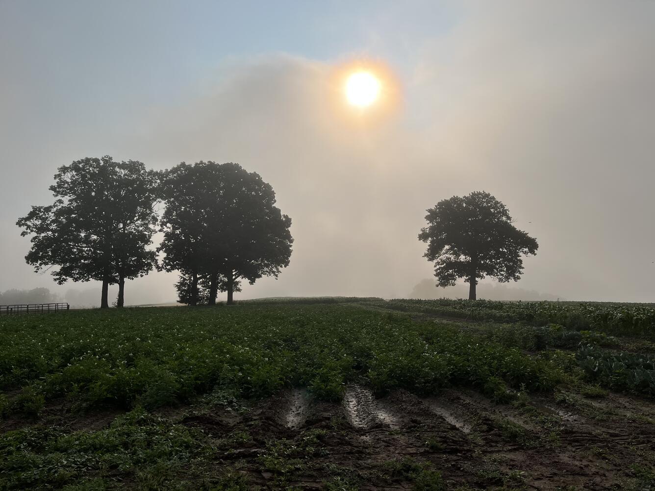 Early morning photo of field in Pennsylvania showing field, trees, sun, fog. 