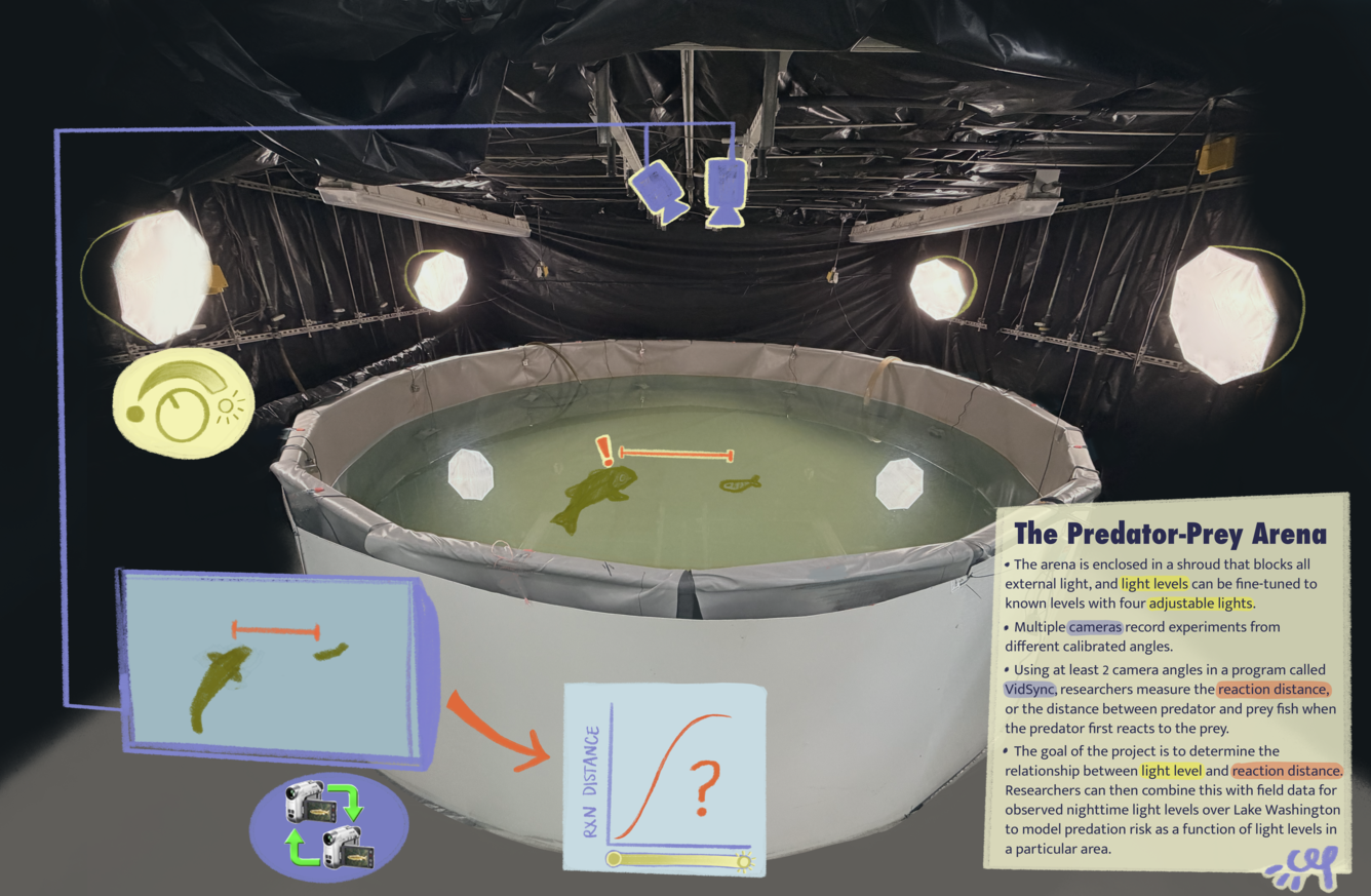 Artificial light at night pool experiment infographic