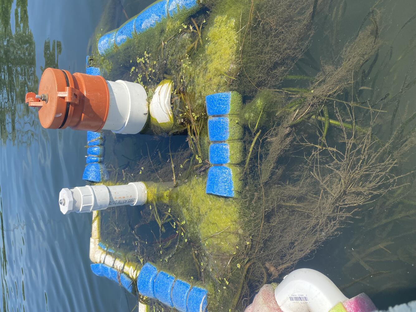 Algae trails from the bottom of a float