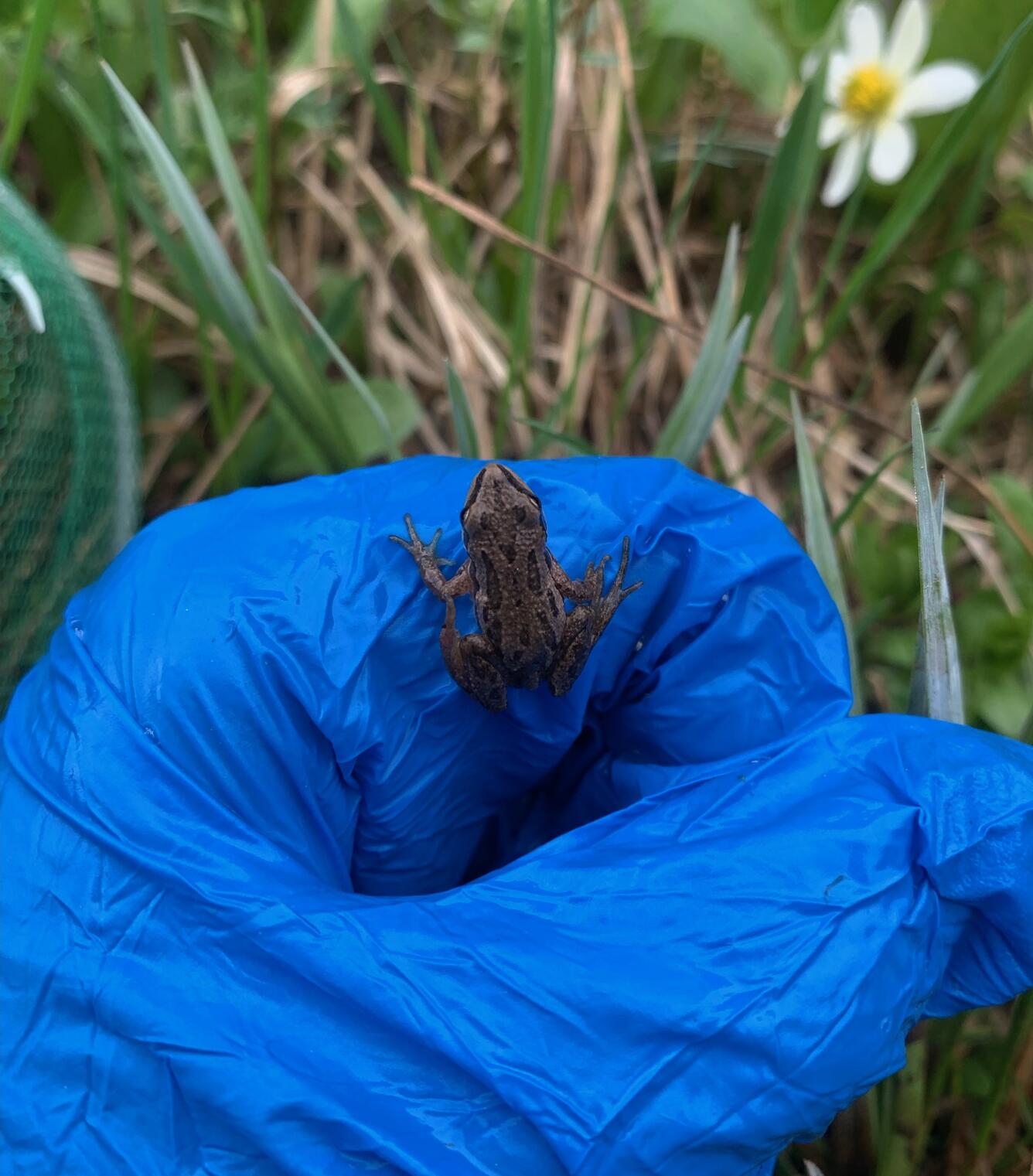 gloved hand holds a frog