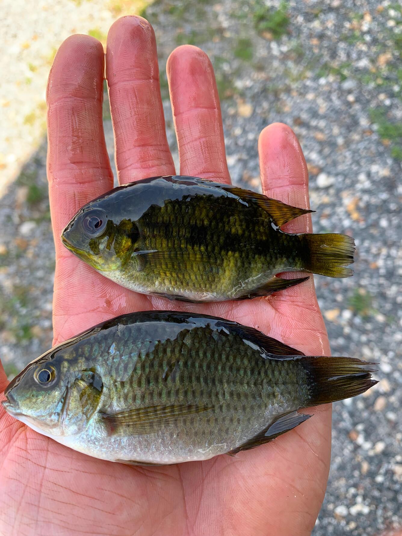 spotted tilapia and blackchin tilapia