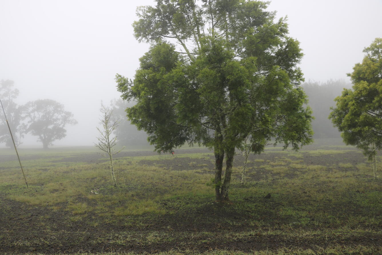Color photograph of ground surface covered with volcanic fallout