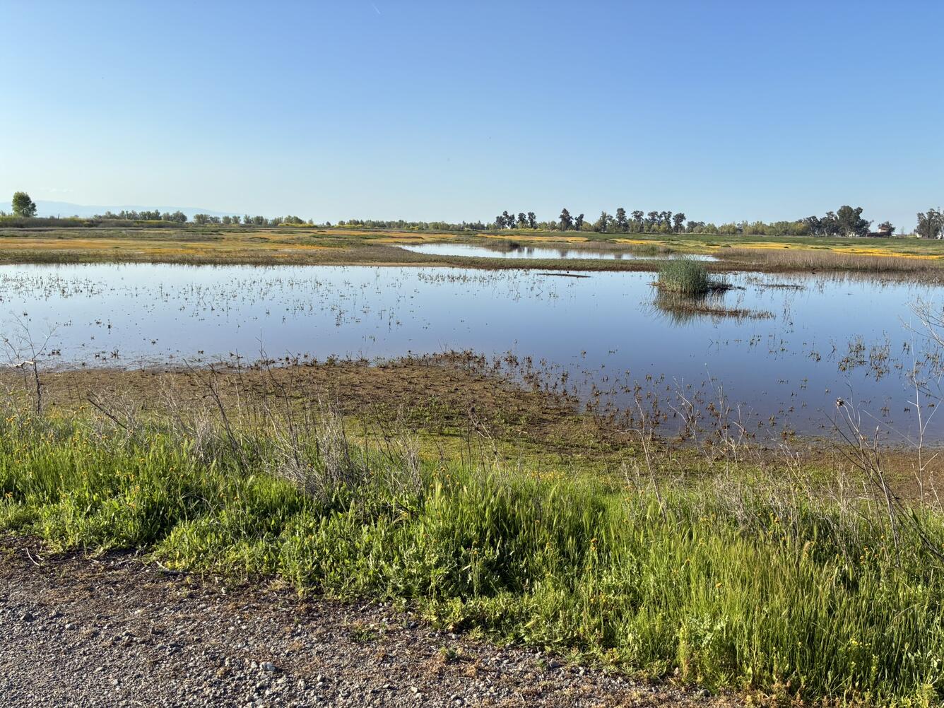 Green grass with water behind it