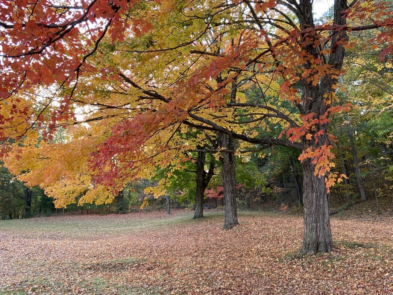 Vibrant autumn foliage of maple trees 