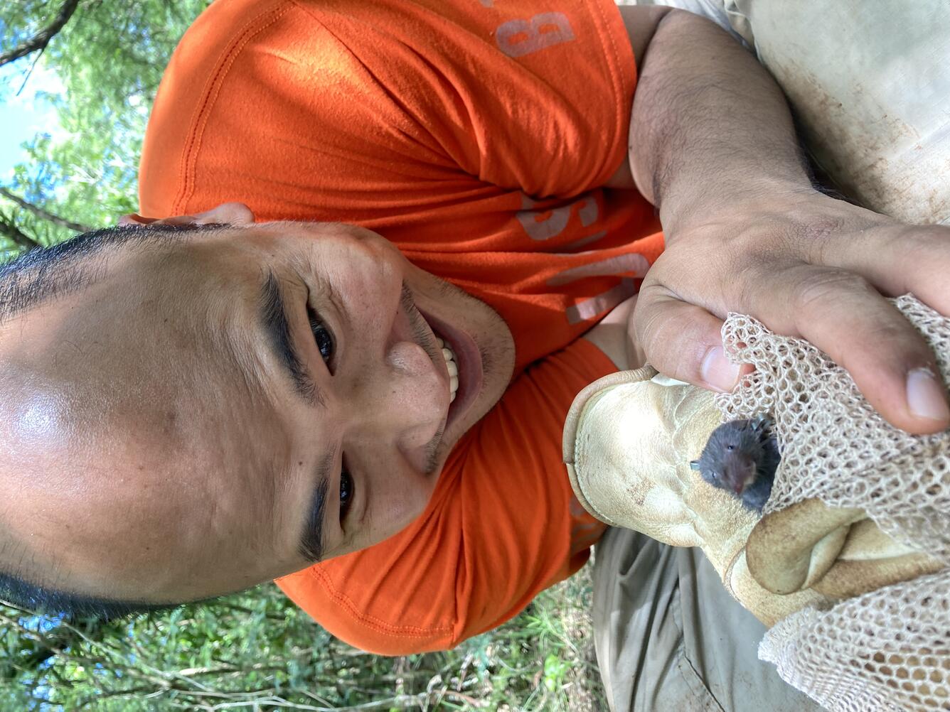 Person wearing an orange shirt leans forward over a shrew held in a gloved hand.