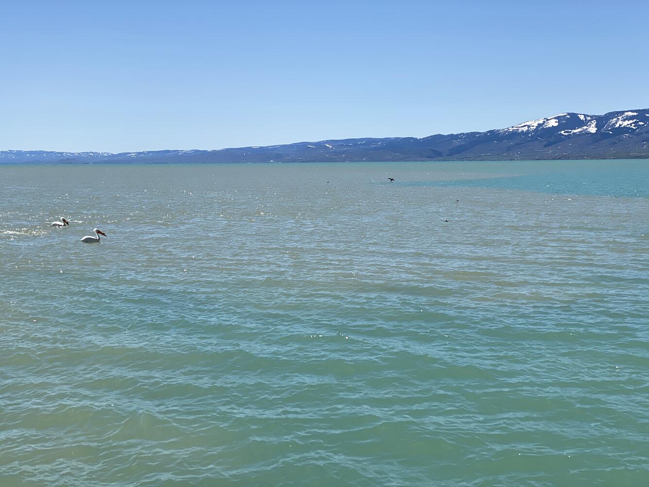 Pelicans and ducks enjoy Bear Lake in the spring