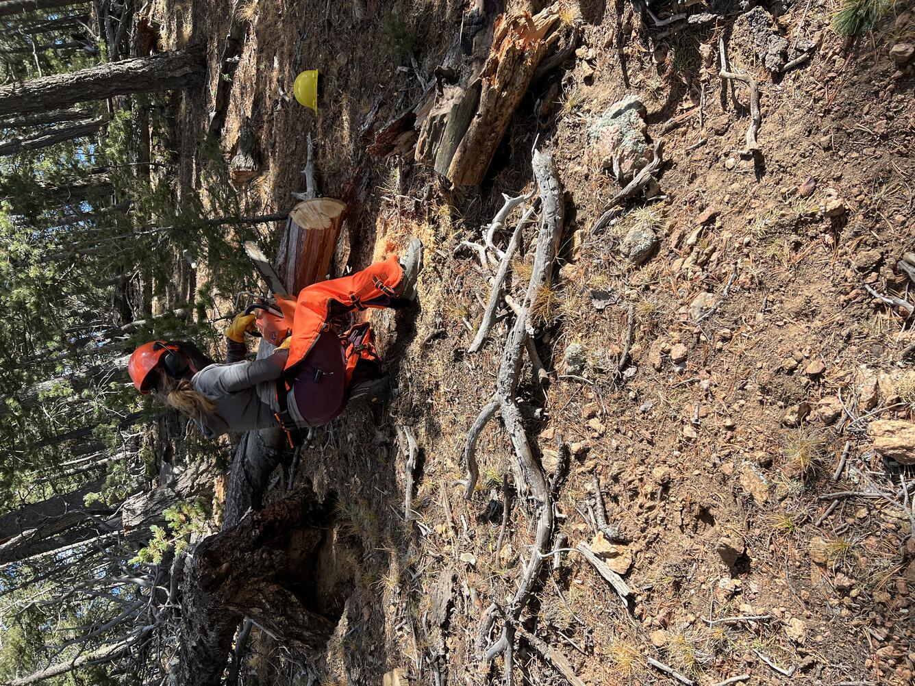 Scientist in the field sawing wood for tree ring samples