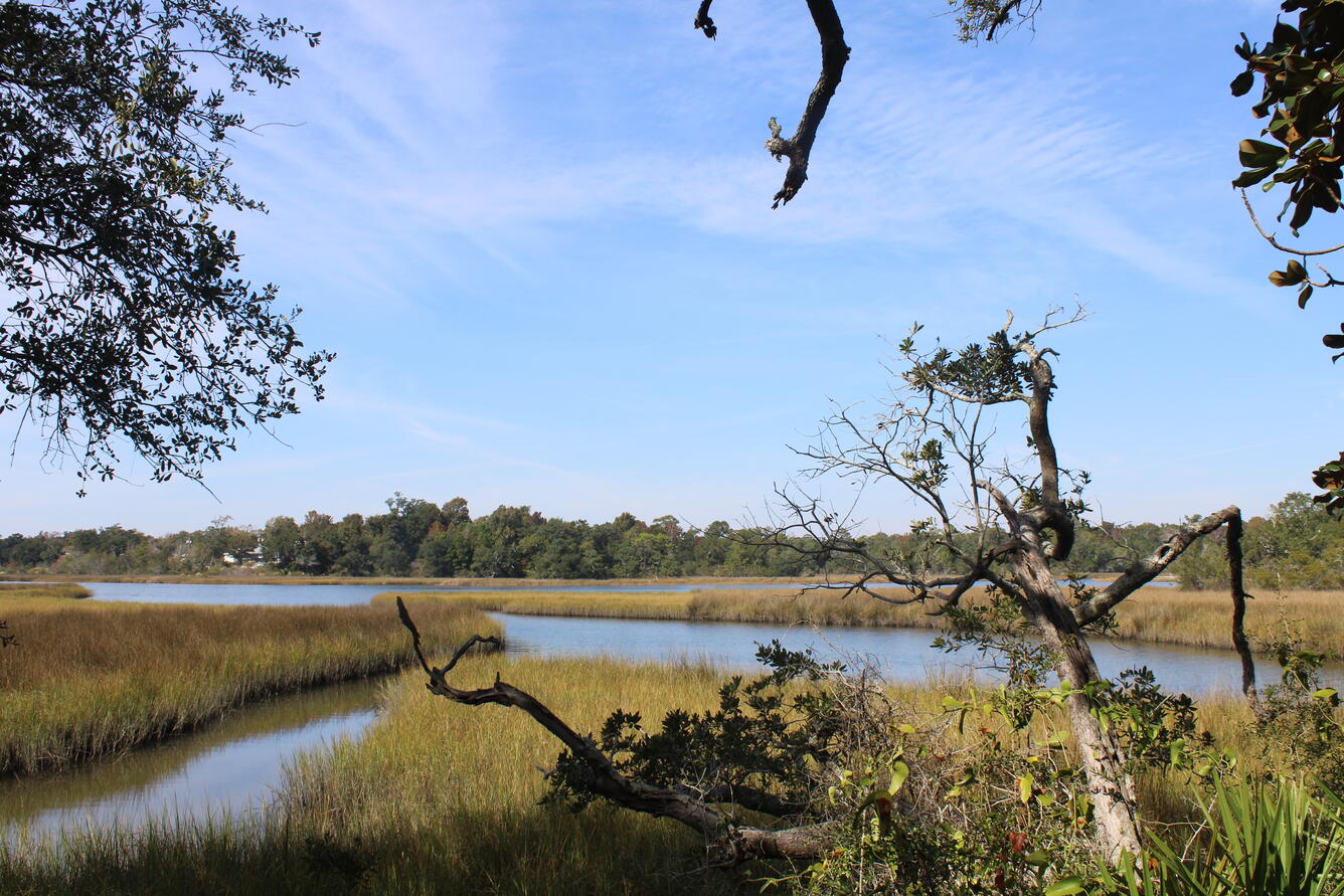 View of a marsh, water, and trees