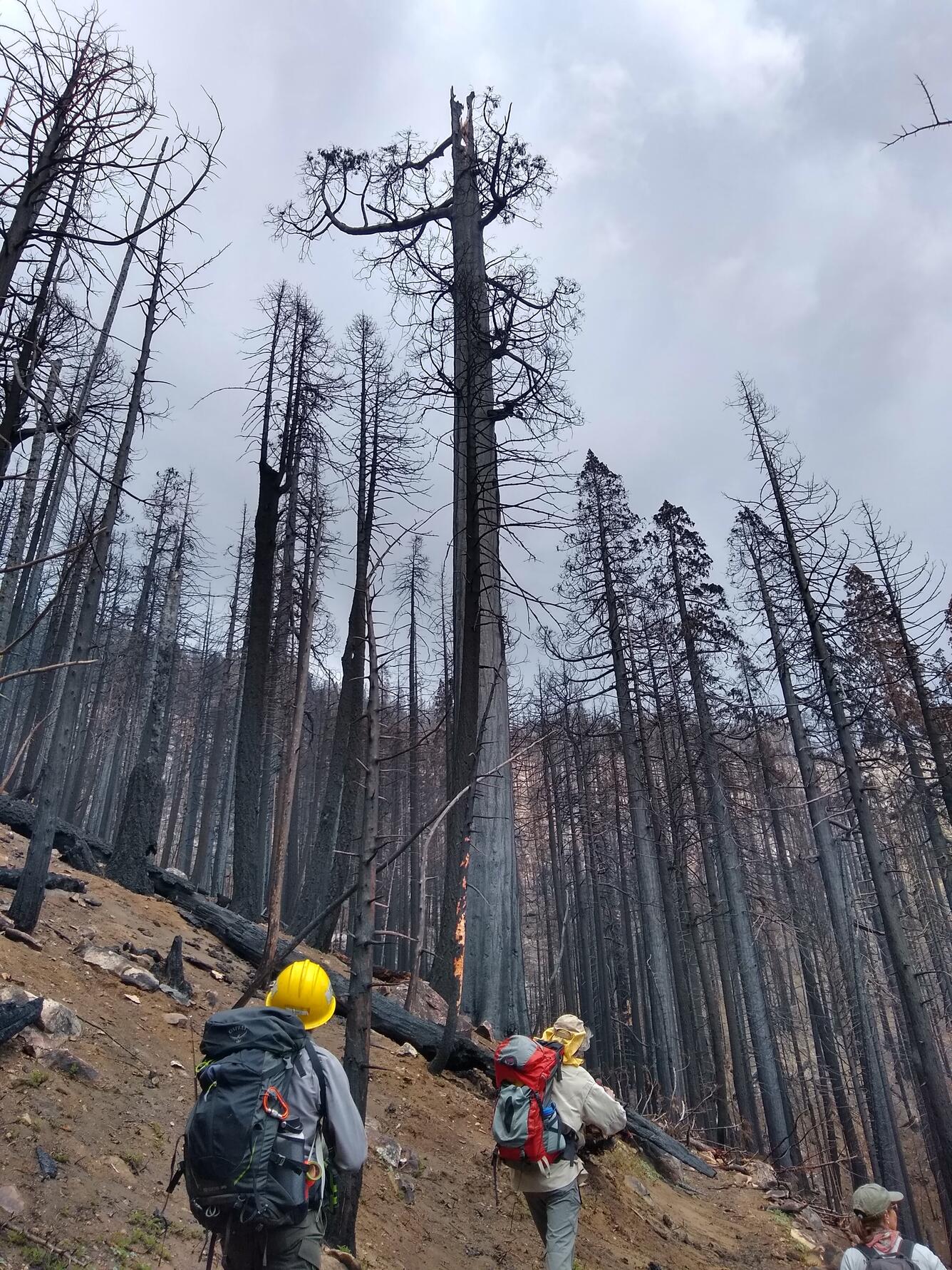 Three scientists walking through a burned sequoia grove.