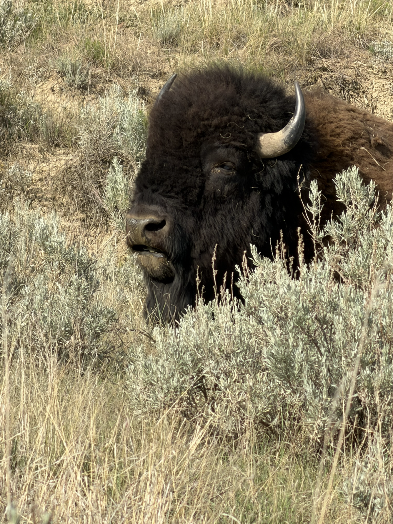 close-up of a large bison's head surrounded by sagebrush and other vegetation