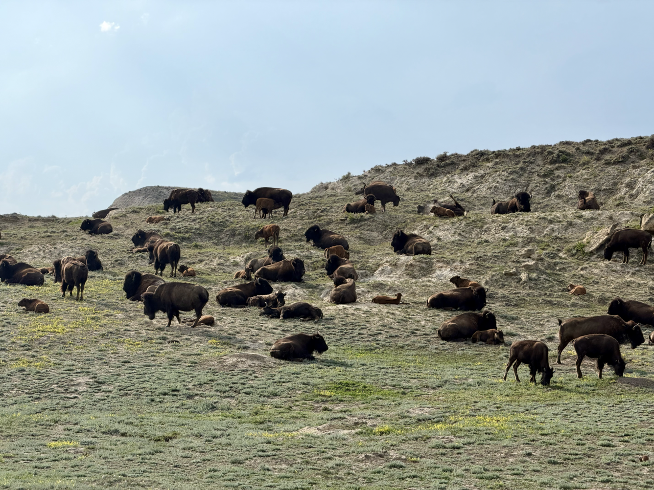 dozens of bison graze along a hillside