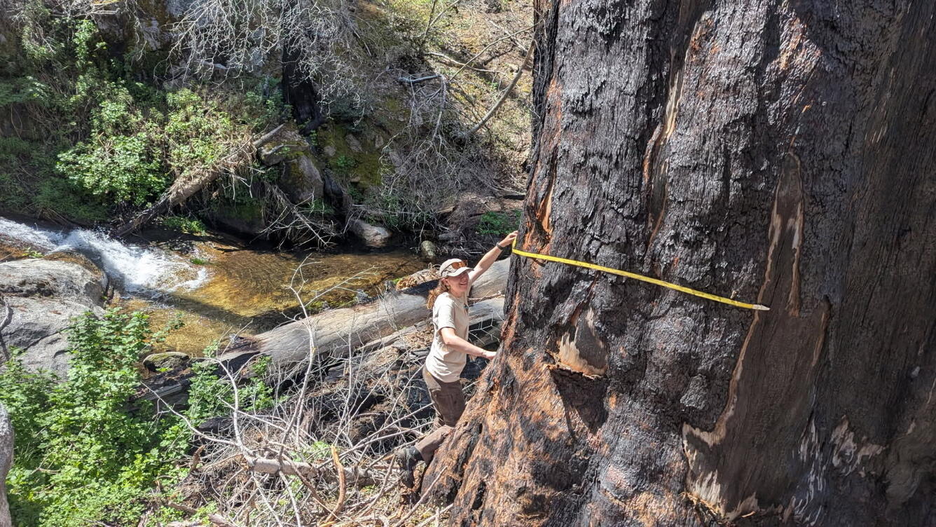 A person measures a large tree trunk with a tape measure