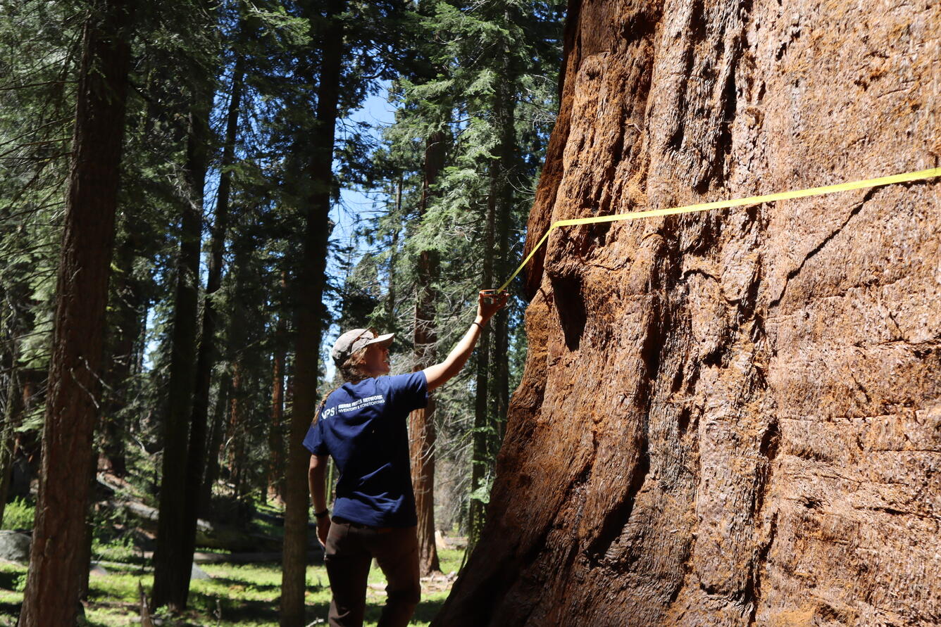 A person holds a tape measure around a large tree trunk