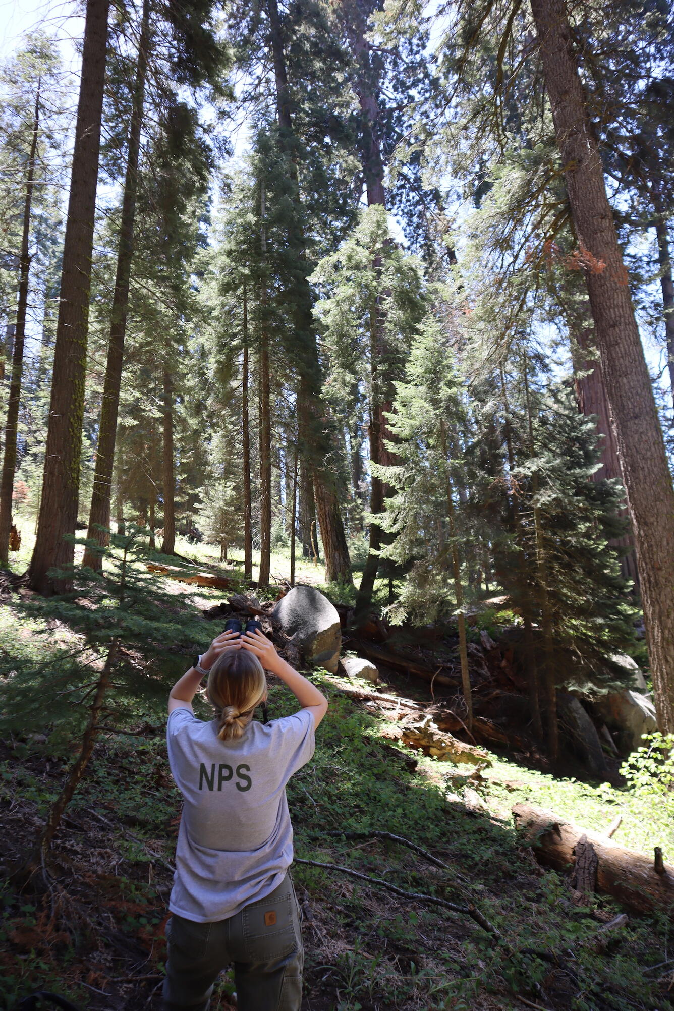 A person looks up at giant sequoia trees