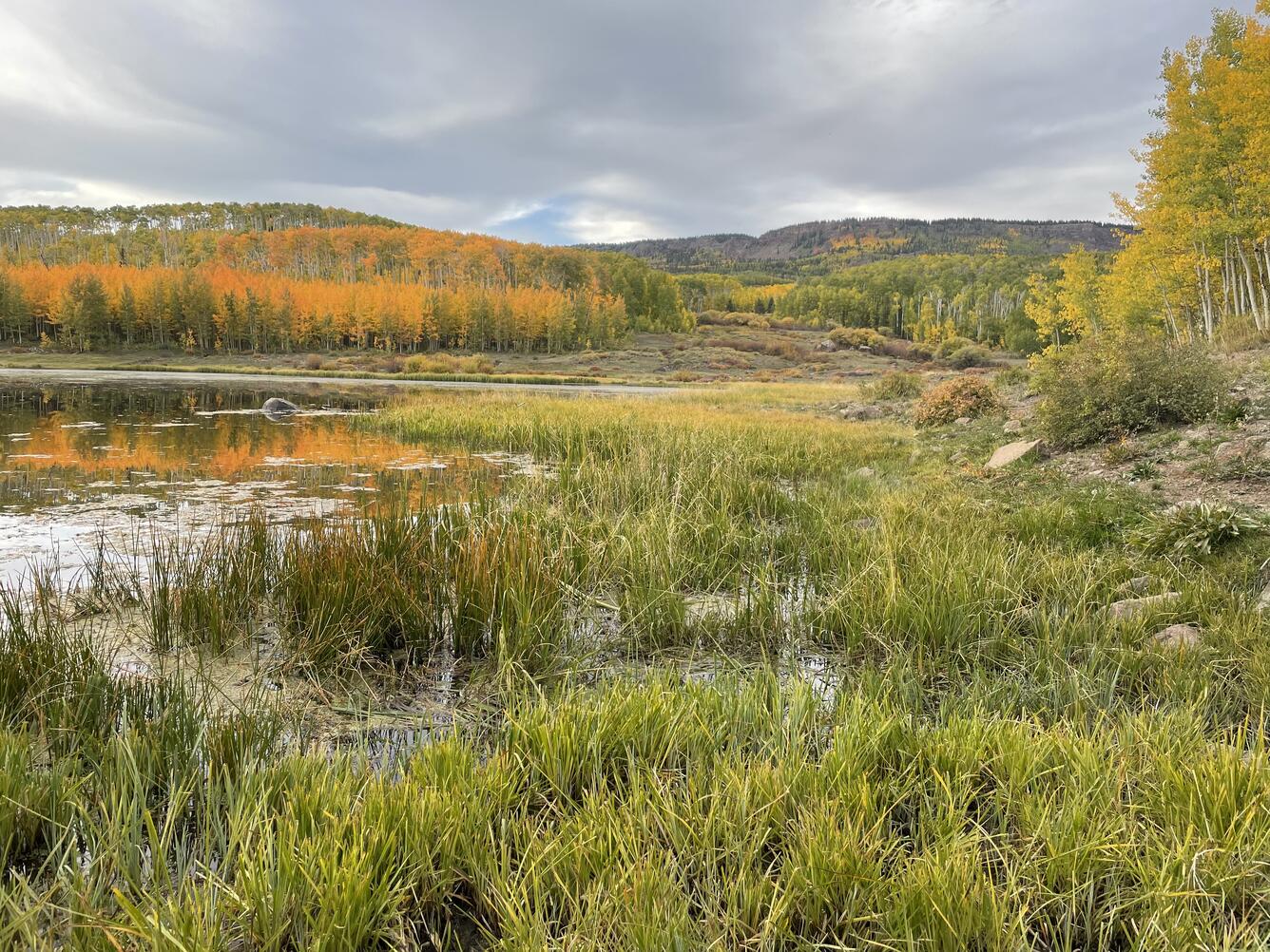 A wetland area by Boulder Mountain, Utah, on a cloudy day in autumn