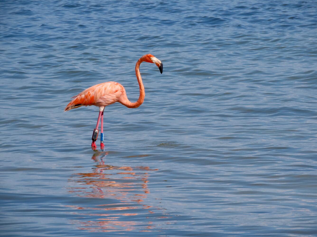 a pink bird with a long neck is in the water, with a blue and silver band on her leg