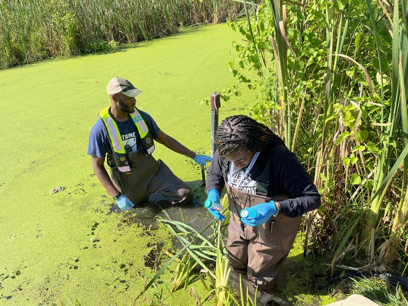 Two people in waterproof gear collect water samples in waist-high water covered with algae. 