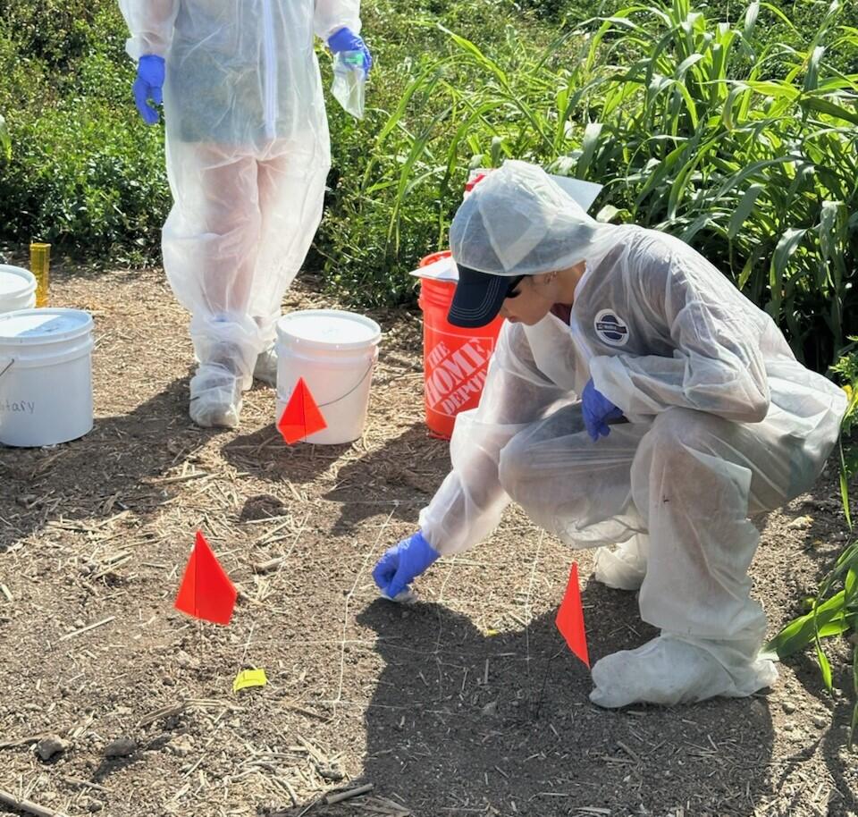 two gloved hands hold a small ziploc bag containing a paper towel. Person is dressed in white body suit. Plants in background