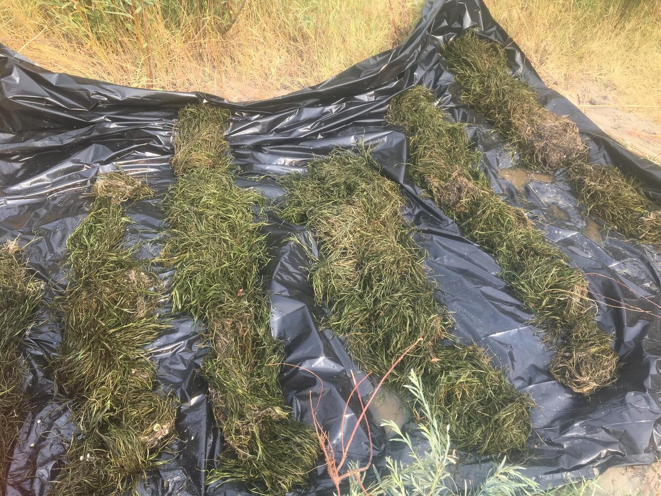 Clumps of plants on a tarp