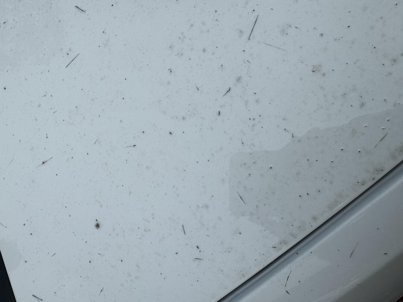 Color photograph of ash and Pele hair on white surface