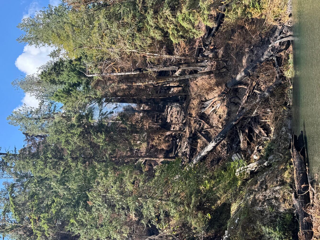 Burned debris on hillside