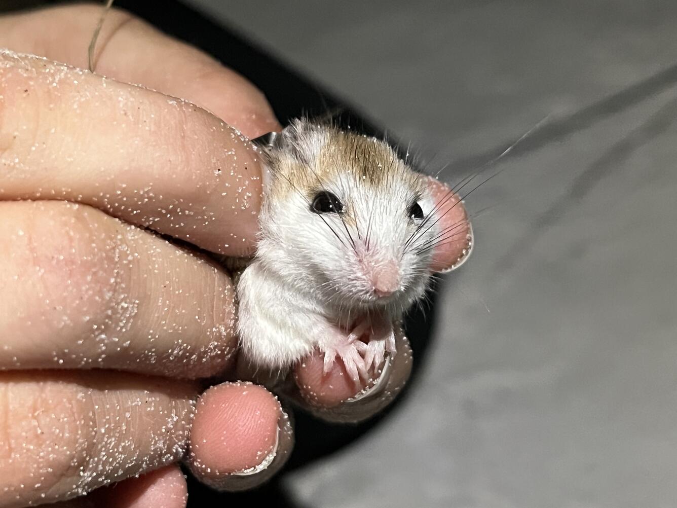 A person holds a white and brown beach mouse