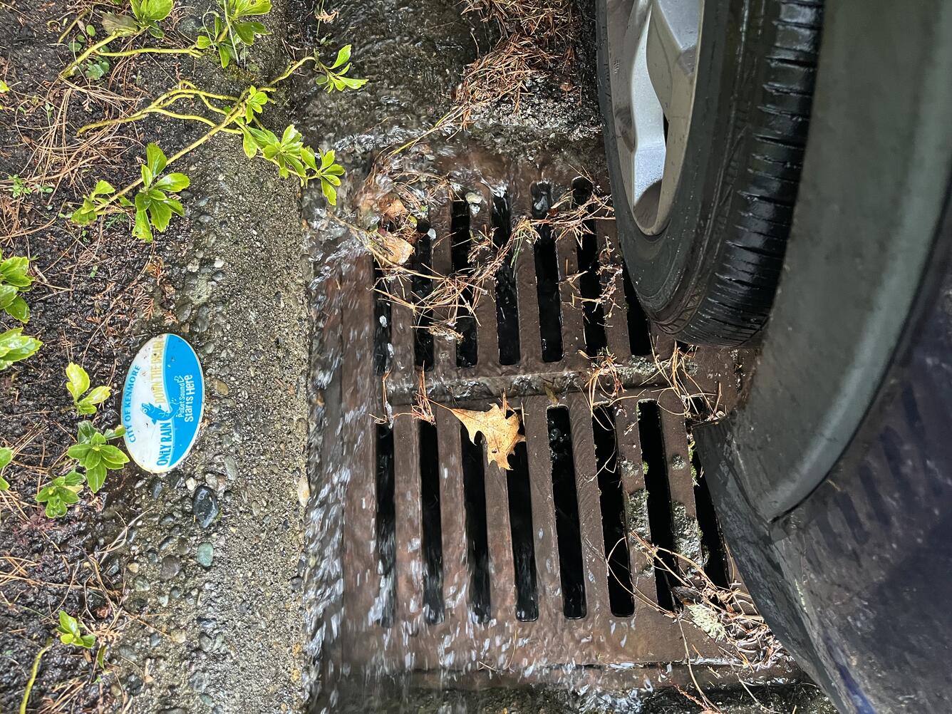 Rainfall mobilizes roadway contaminants that flow from storm drains into aquatic habitats.