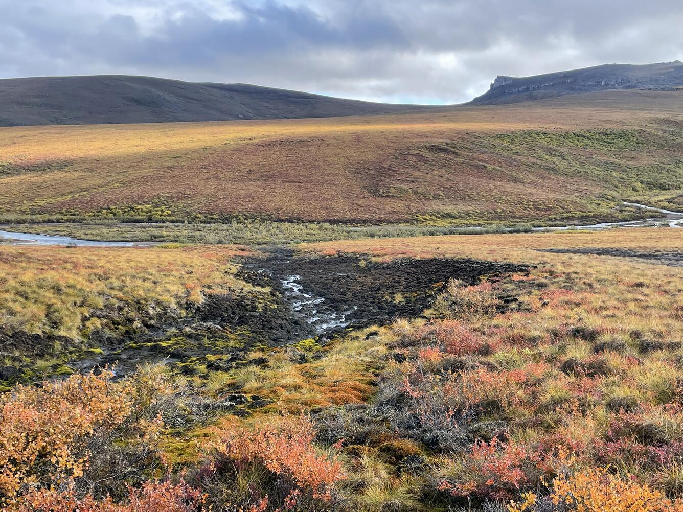 Black vegetation surrounding a creek.