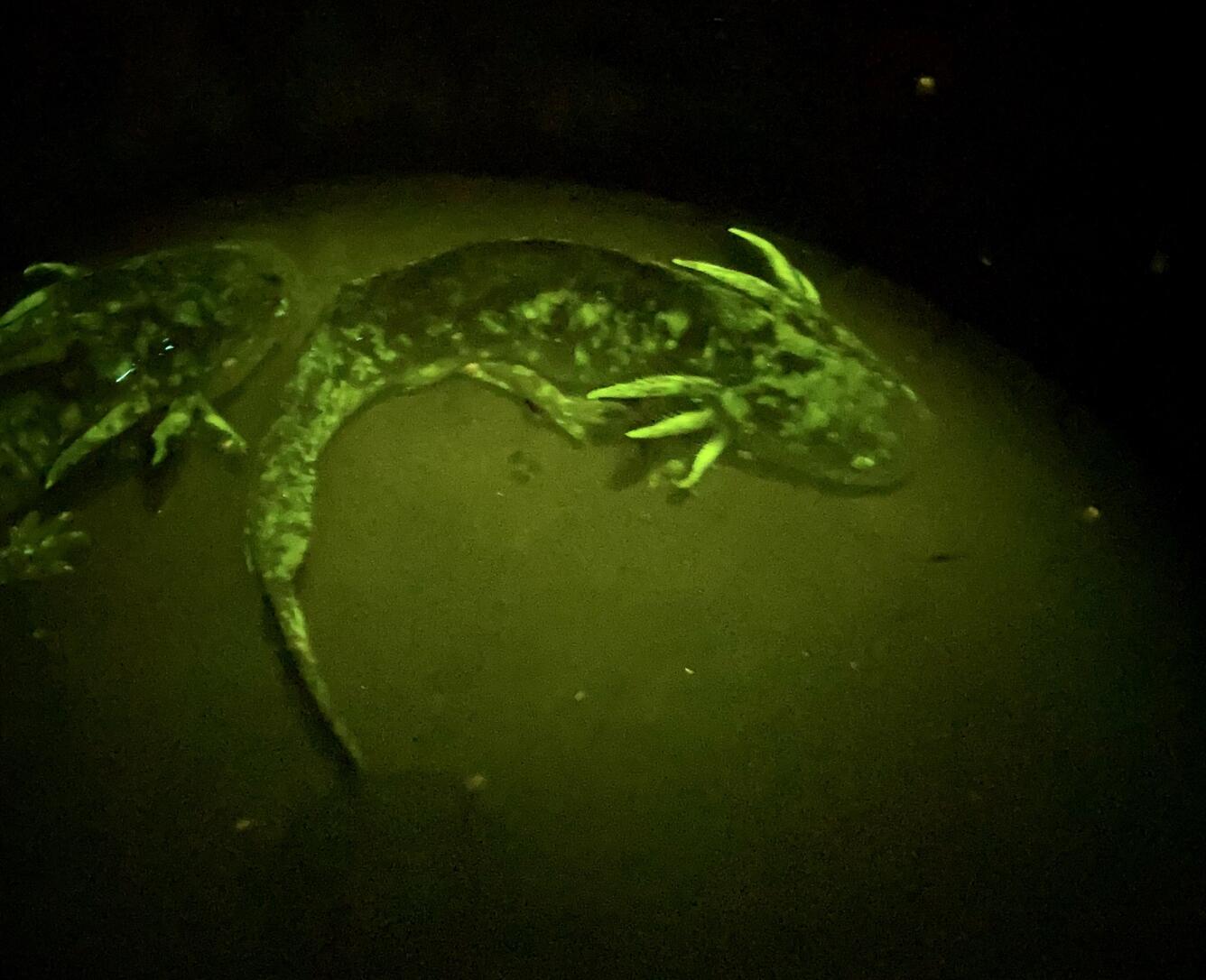 fluorescent tiger salamanders