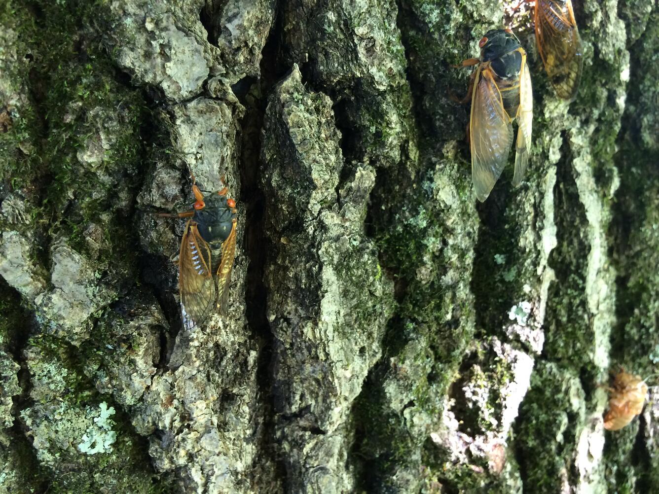 cicadas with orange eyes, green heads, and yellowish wings cling to mossy tree bark