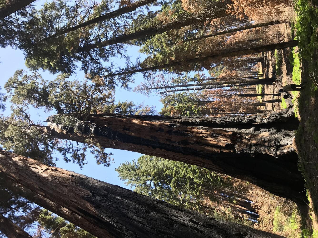 mature giant sequoias with mixed burn severity post fire