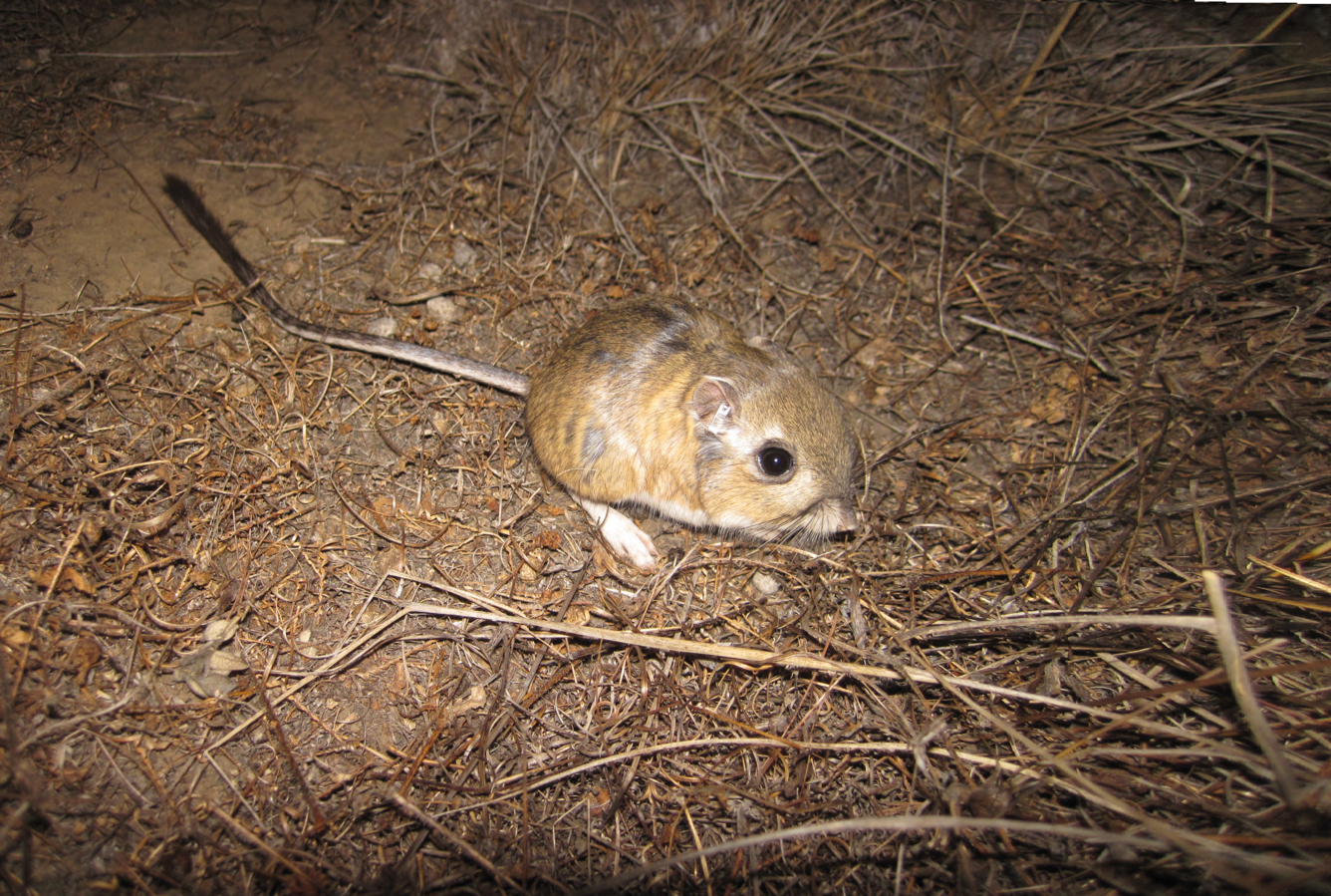Stephens’ kangaroo rat