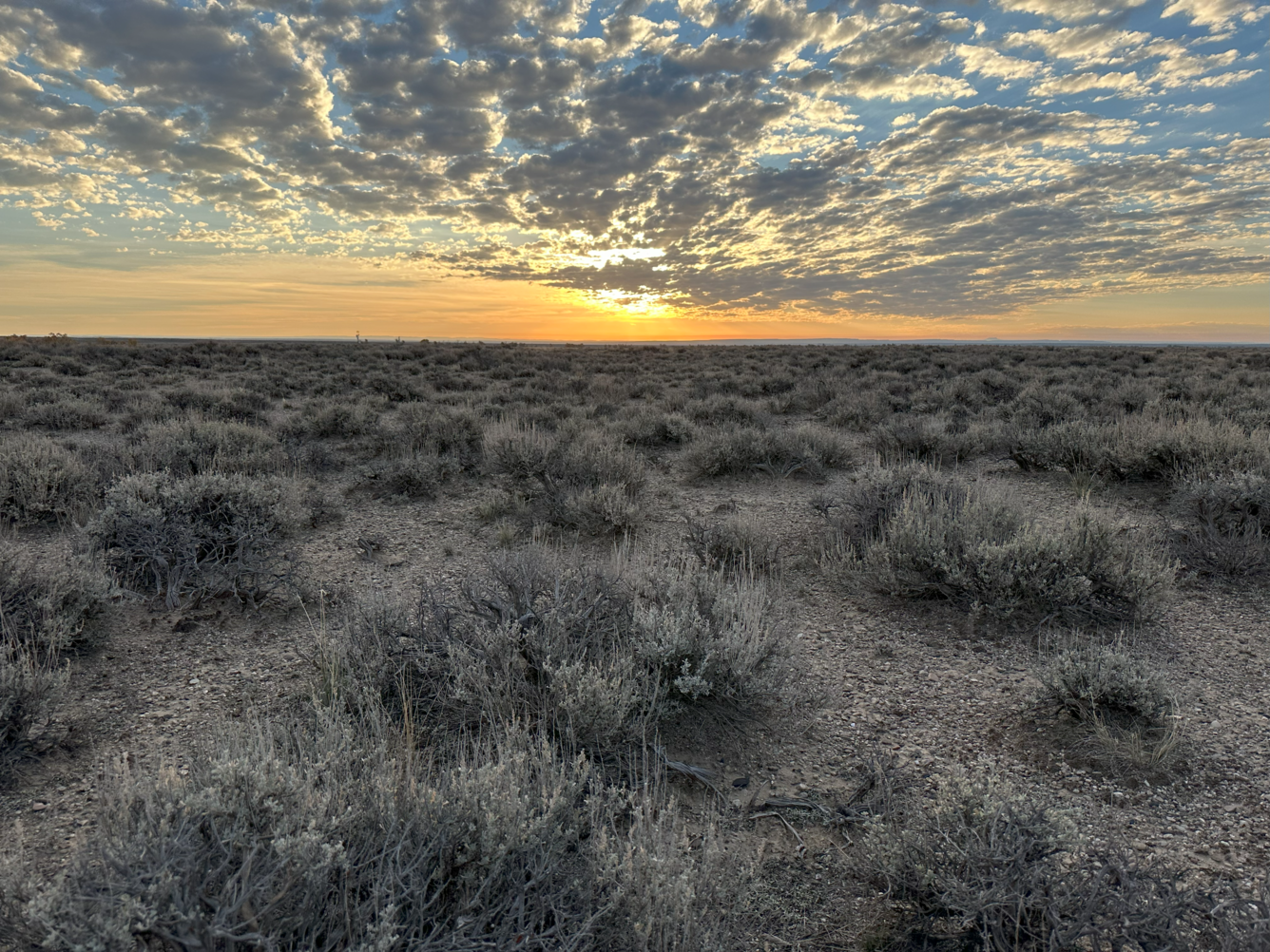 flat, bushy landscape with partly cloudy sunset above