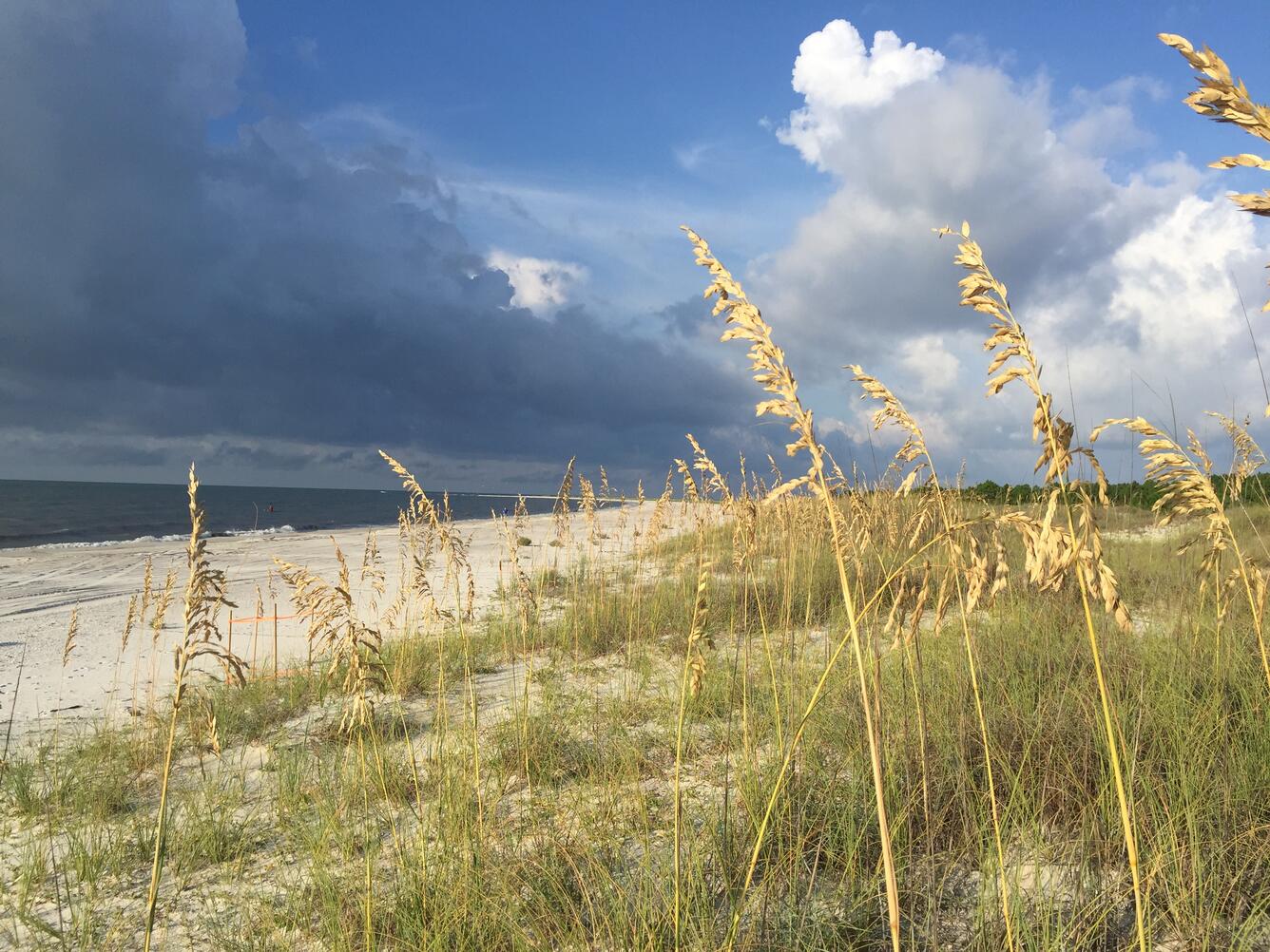 Sand dunes with vegetation with dark storm clouds over the ocean in the distance
