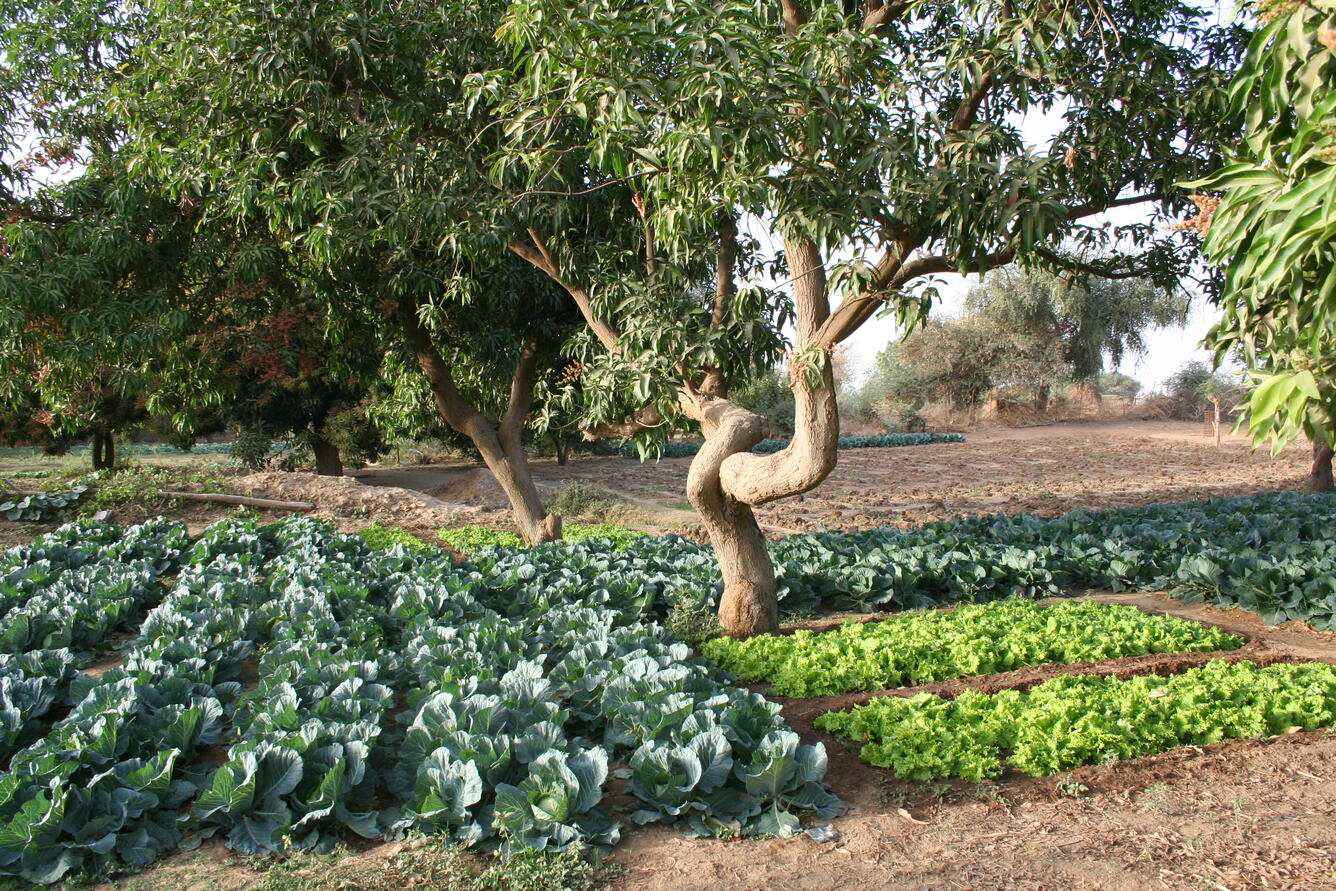Dry season gardening in Niger