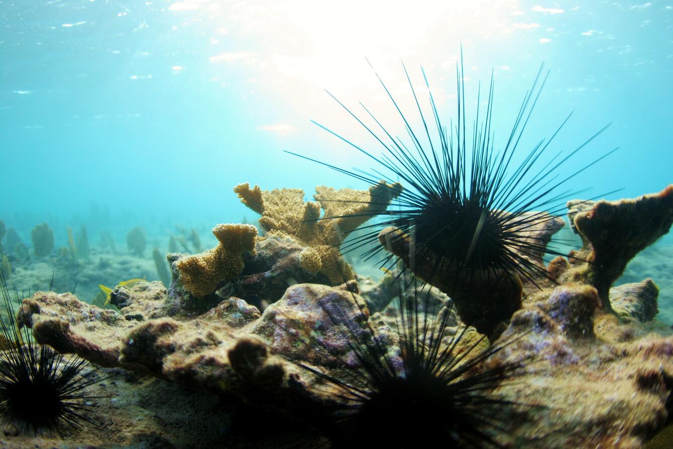 a black spiny sea urchin on a reef among small elkhorn corals