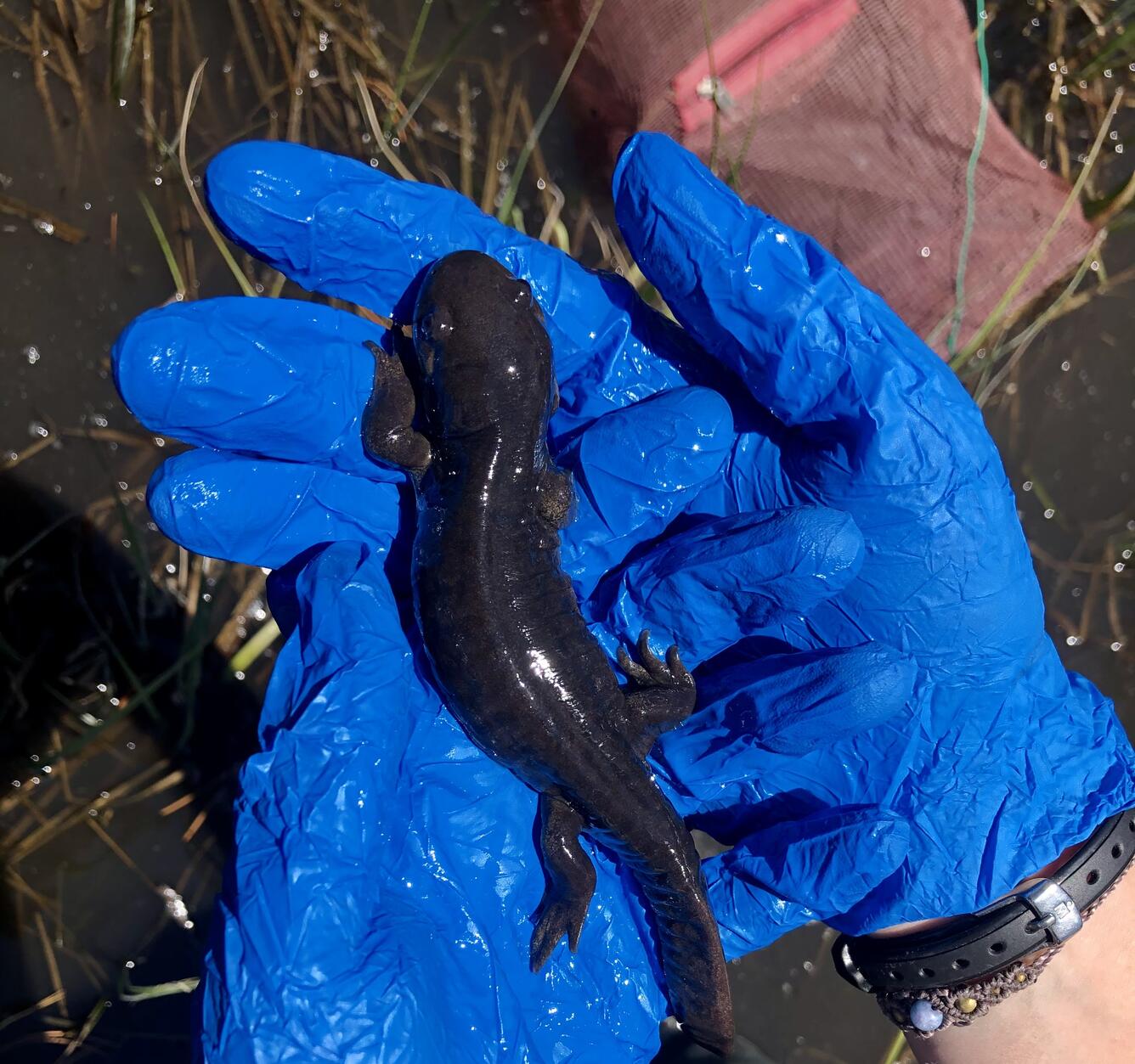 researcher holds a Western Tiger Salamander