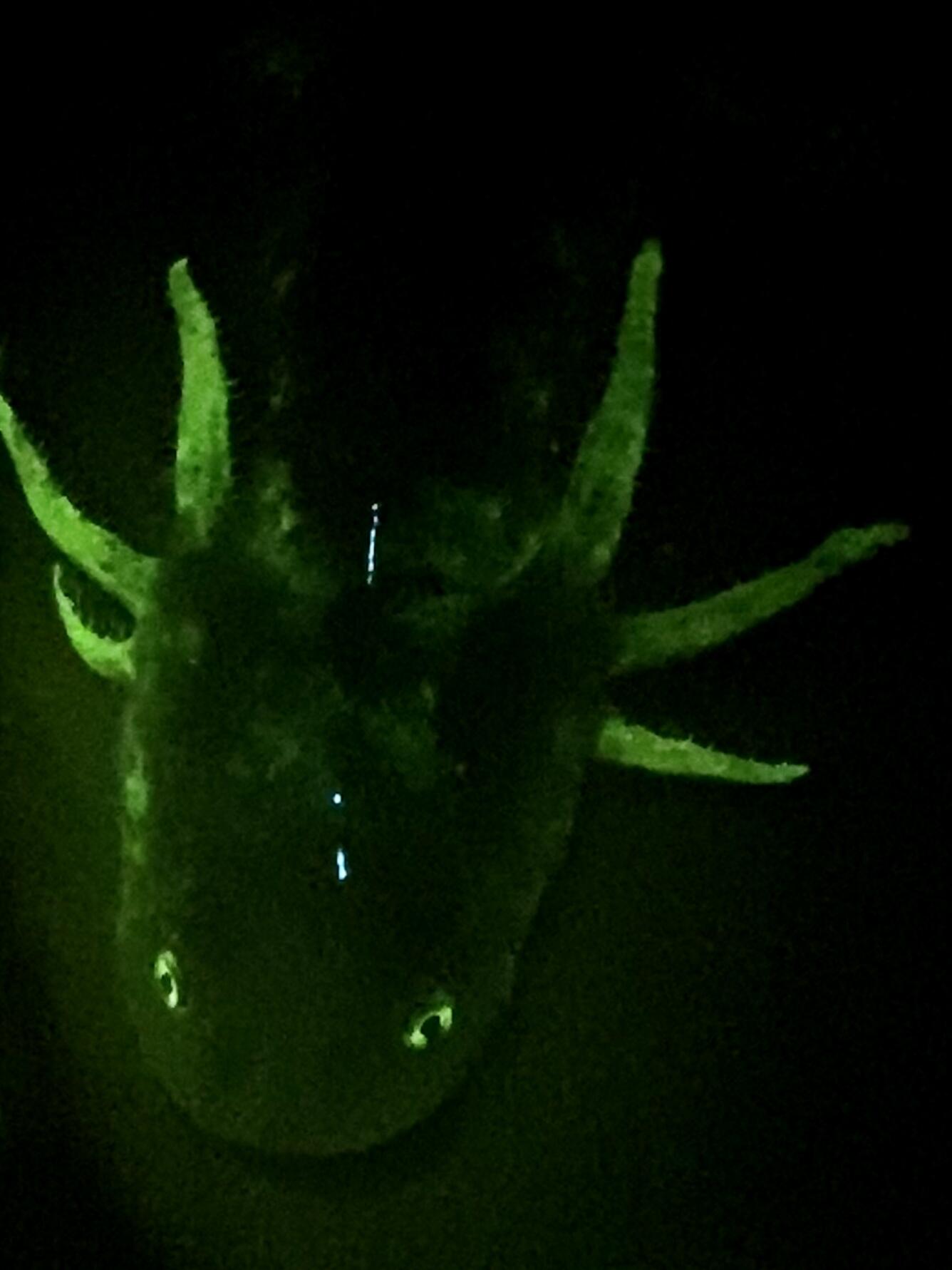 glowing head of a juvenile salamander