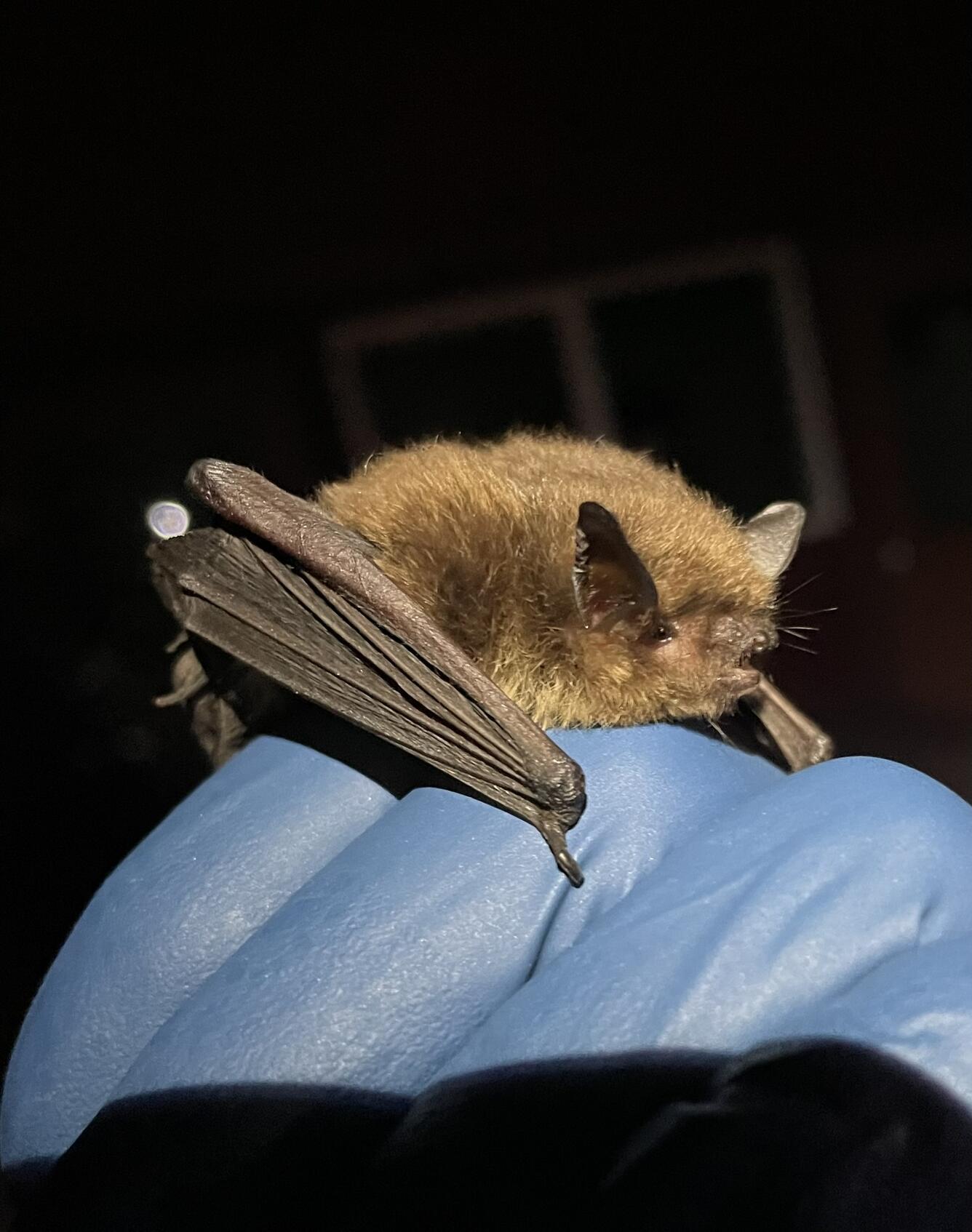 A small bat perches on a gloved hand, its wing folded and its mouth open