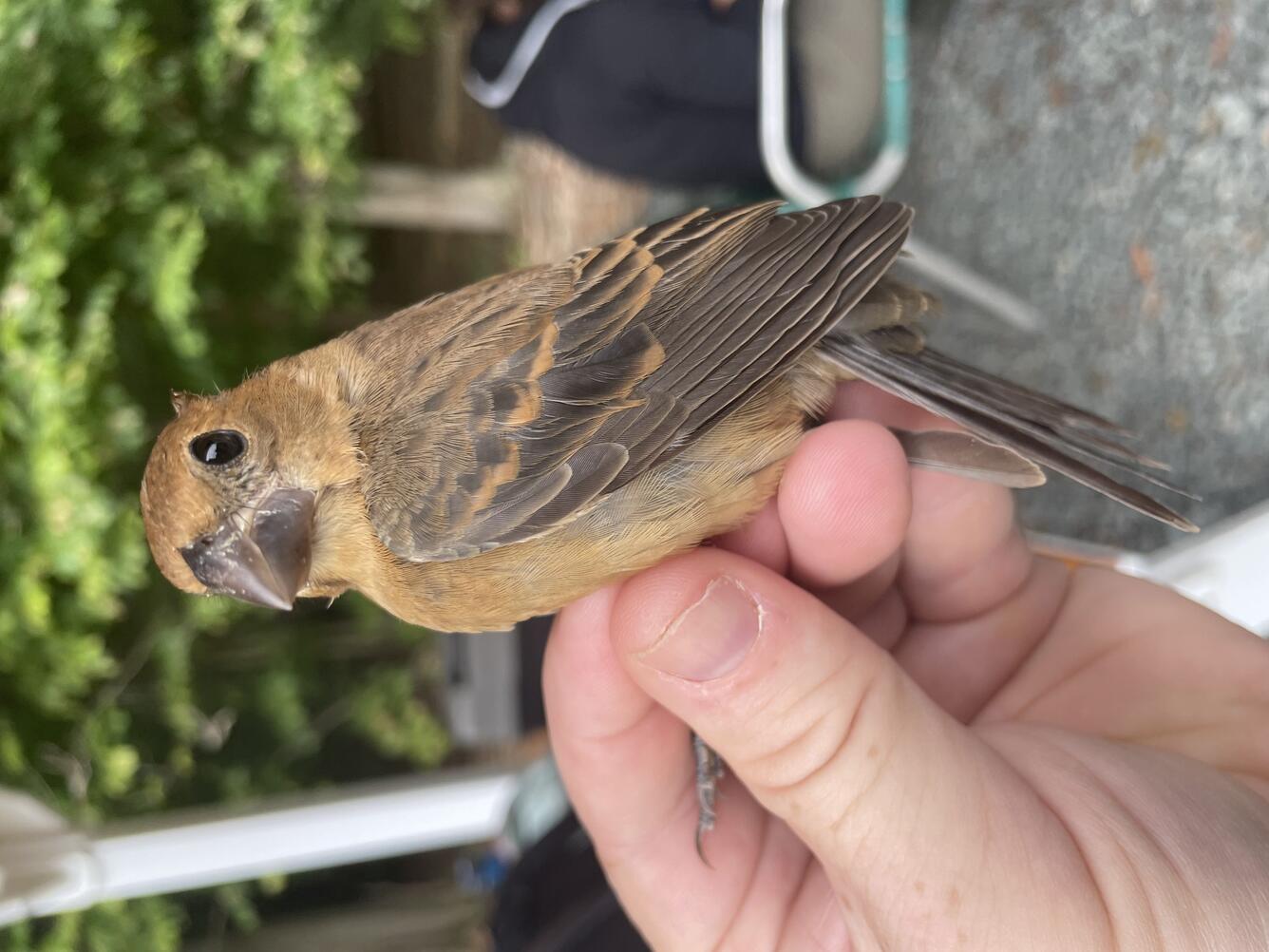 A brown bird in the hand, with a large bill 