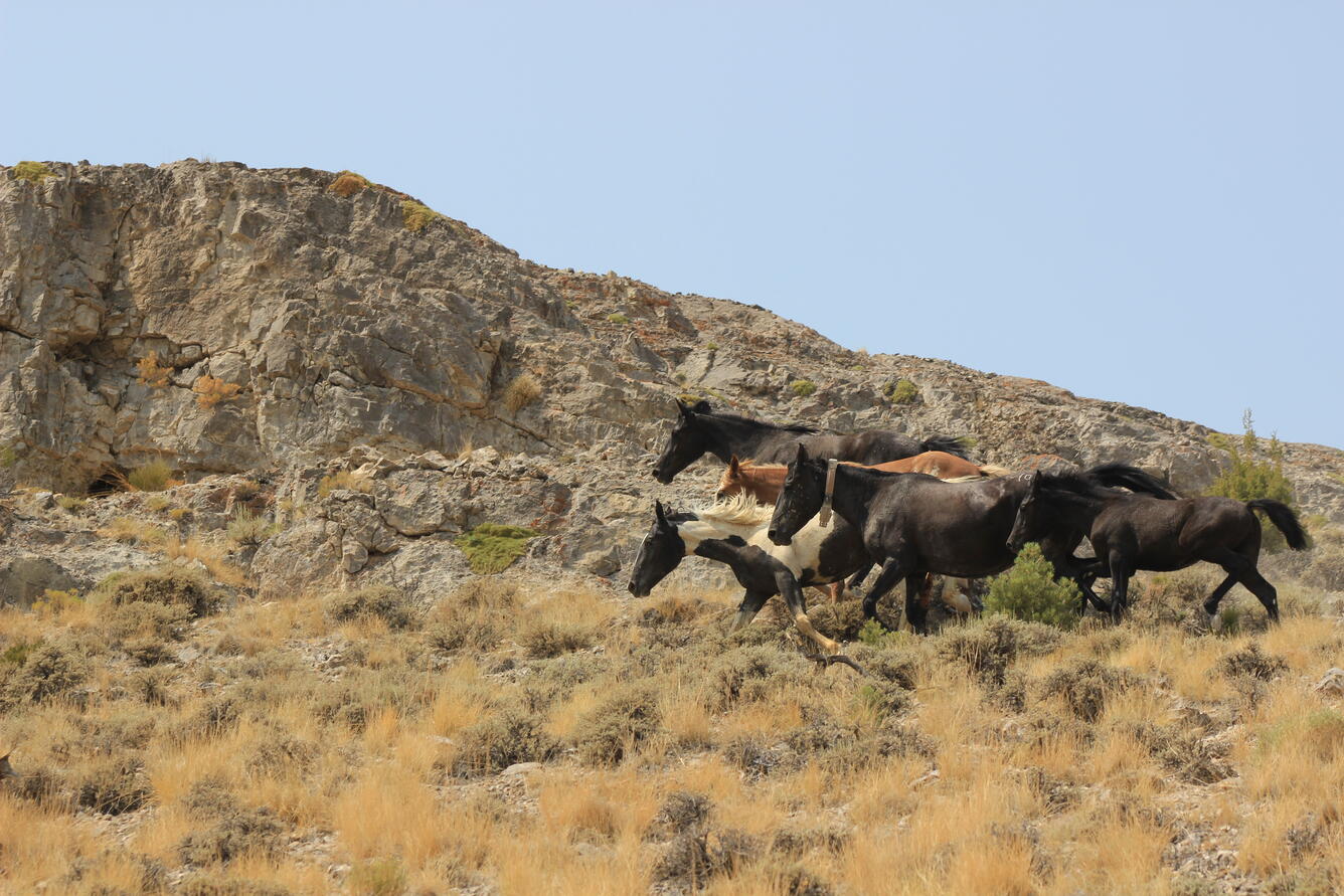 five horses run across a dry shrubland, rocks in the background