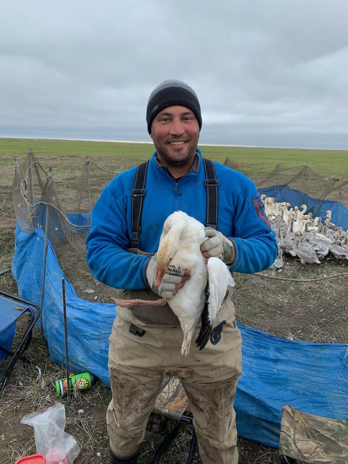 Biologist holding snow goose in the field