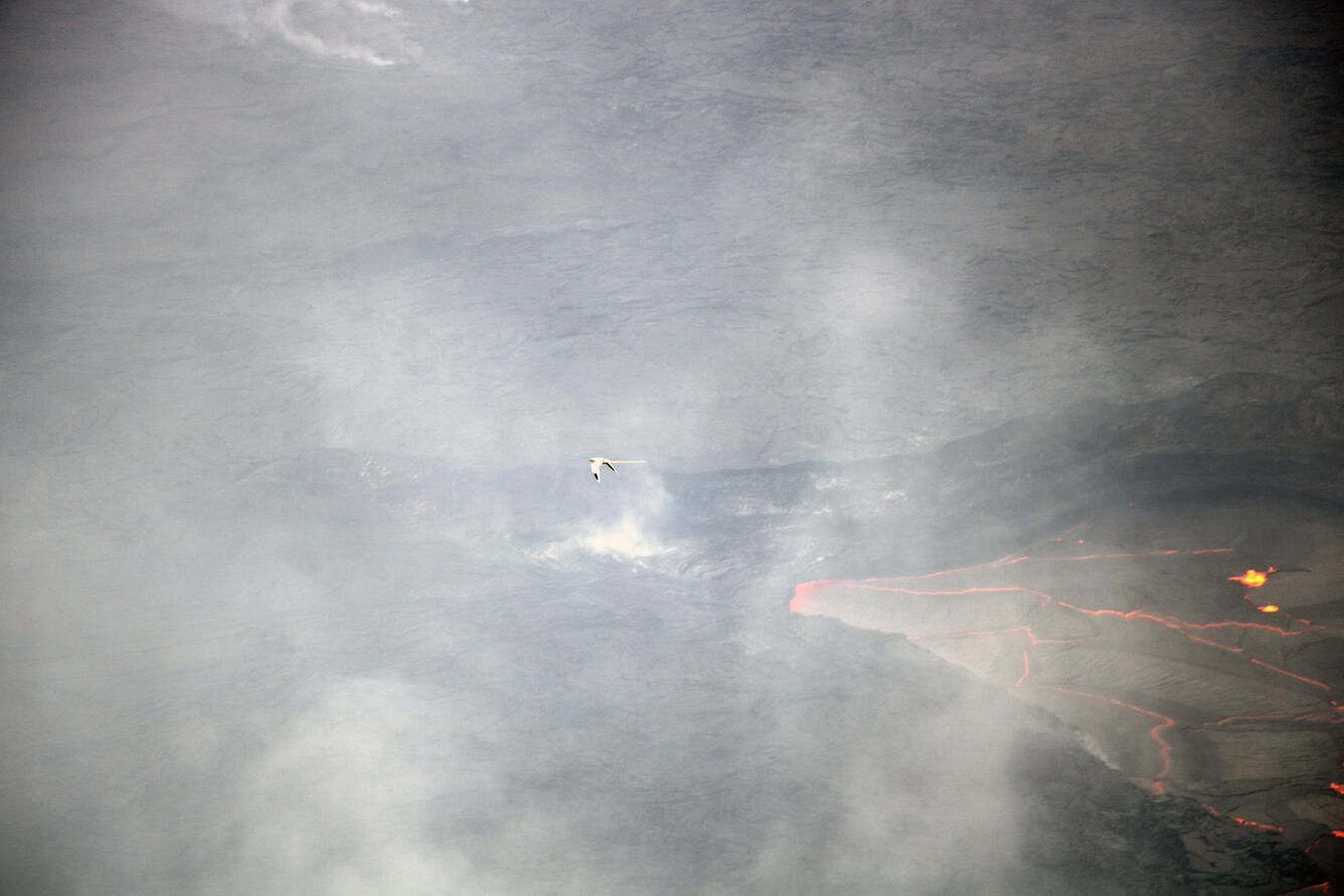 Color photograph of lava lake and bird