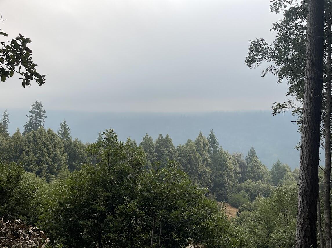 forest with sky behind trees