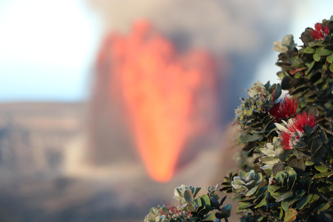 Color photograph of lava fountain with flowering tree in foreground