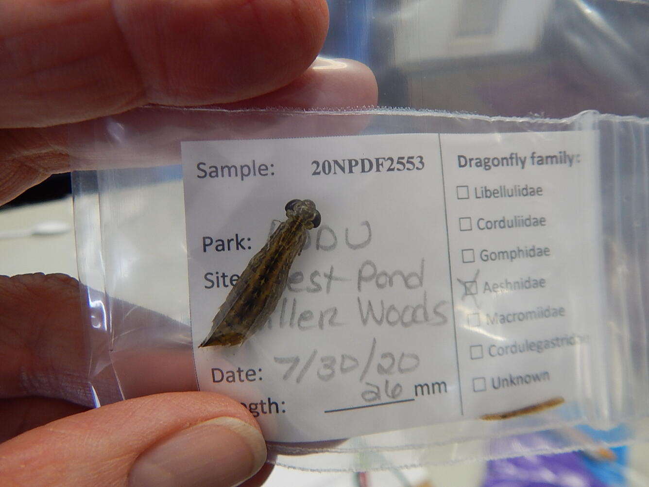 Dragonfly larvae sample prepared for the Dragonfly Mercury Project. 