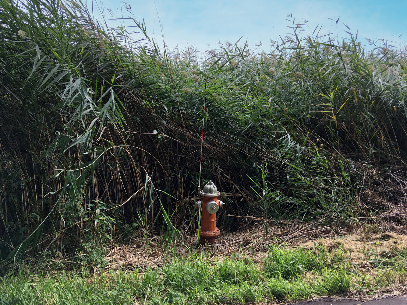 A fire hydrant next to a Phragmites stand