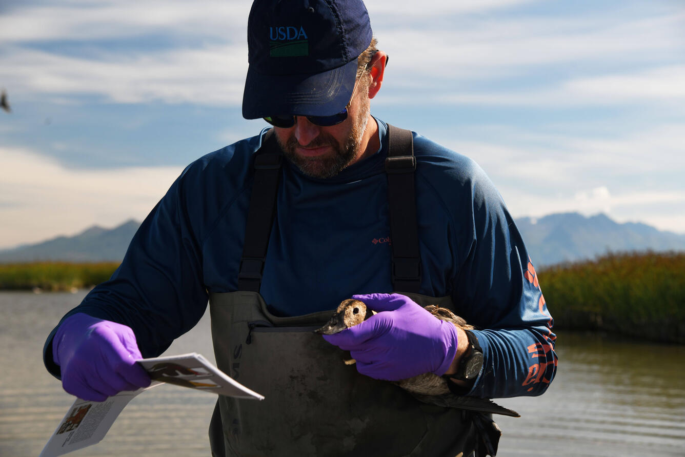 Identifying waterfowl