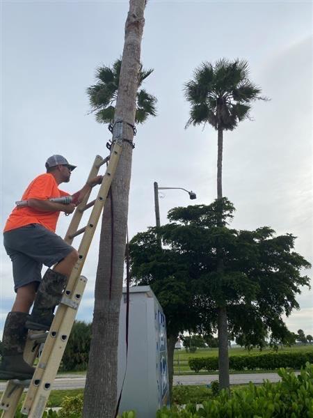 A scientist climbs a ladder with a piece of equipment to attach to a palm tree.